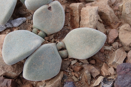 Pleiospilos compactus