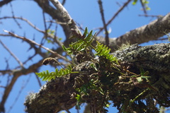 Pleopeltis pycnocarpa