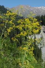 Ferula kelleri