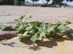 Malva parviflora