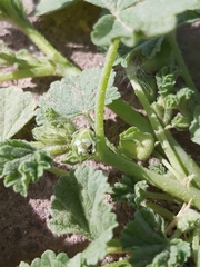 Malva parviflora