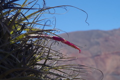 Tillandsia latifolia