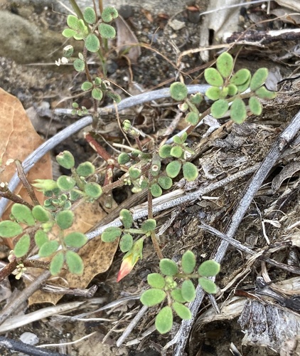 Acmispon maritimus, photograph 2