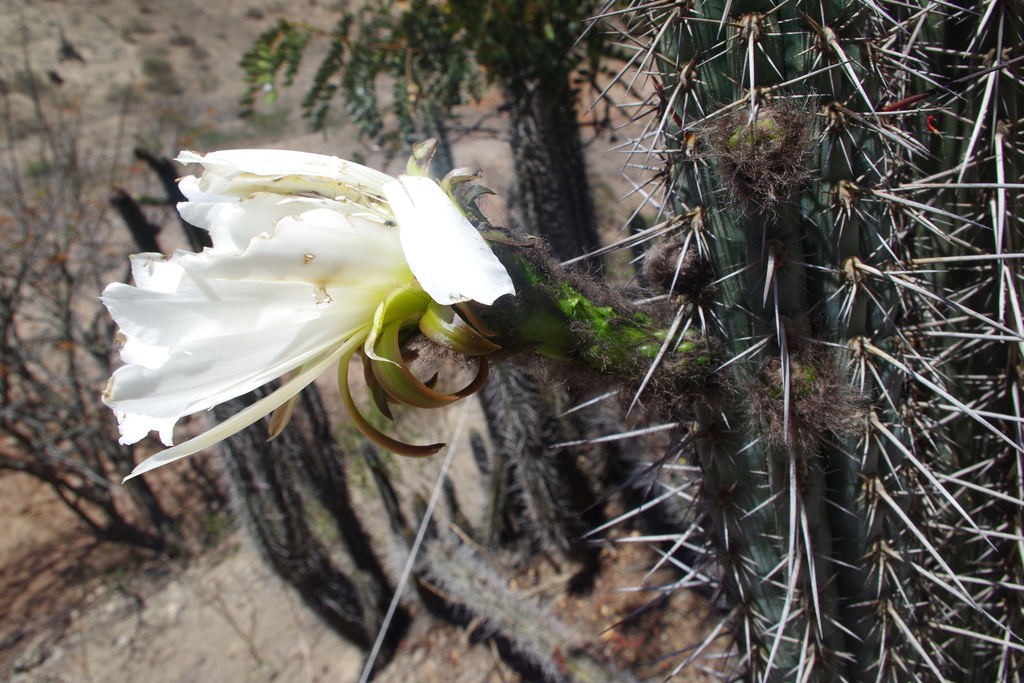 Trichocereus chalaensis