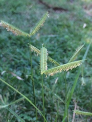 Dactyloctenium australe