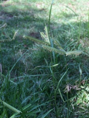 Dactyloctenium australe