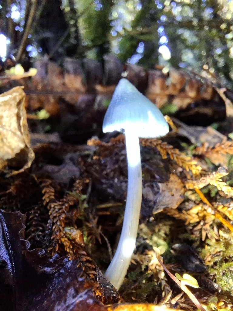 Entoloma hochstetteri · April 2026 · photo: © tassietravelsblog (iNaturalist, cc0)
