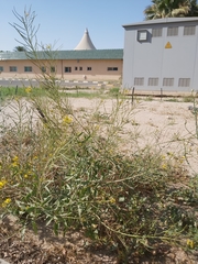 Sisymbrium irio