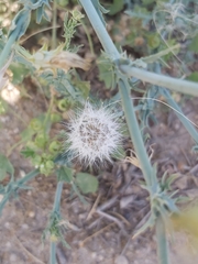 Launaea mucronata