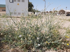 Launaea mucronata