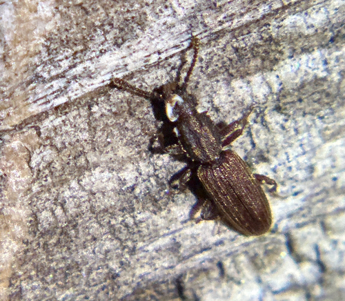 Merchant Grain Beetle photo 2
