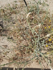Launaea mucronata
