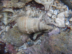 Cerithium coralium