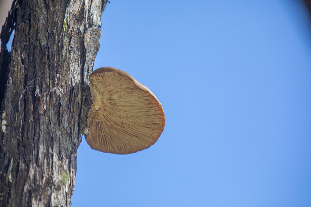 Pleurotus australis · April 2026 · photo: © shaun-lee (iNaturalist, cc-by)