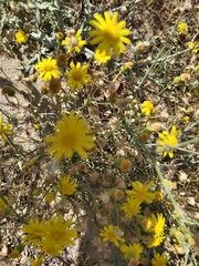 Senecio glaucus