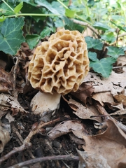 Morchella esculenta
