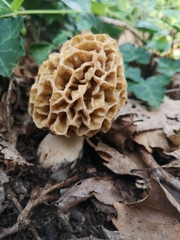 Morchella esculenta
