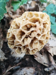 Morchella esculenta