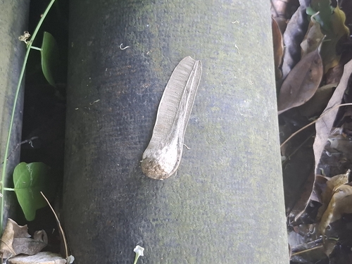 Myroxylon balsamum observed 2026-04-26