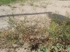 Sisymbrium irio