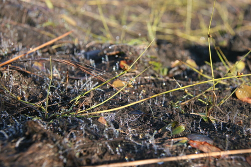 Schoenoplectiella smithii var. setosa