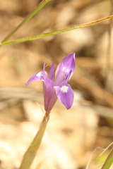 Moraea sisyrinchium, photograph (c) Chaym Turak, some rights reserved (CC BY-SA)