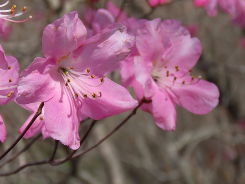 Rhododendron pentaphyllum