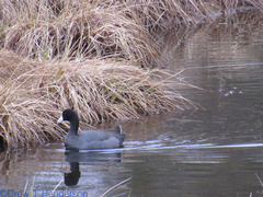 Fulica americana americana