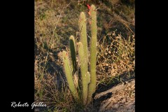Cleistocactus baumannii