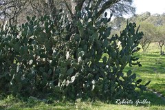 Opuntia rioplatense