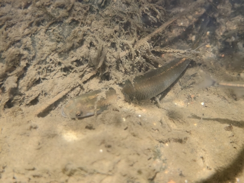 Galaxias maculatus