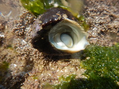 Astralium semicostatum