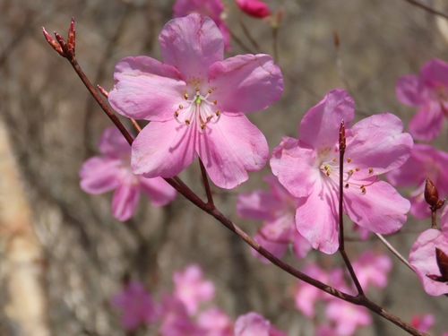 Rhododendron pentaphyllum, photograph 1