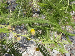 Vachellia macracantha