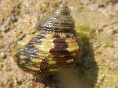 Turbo bruneus