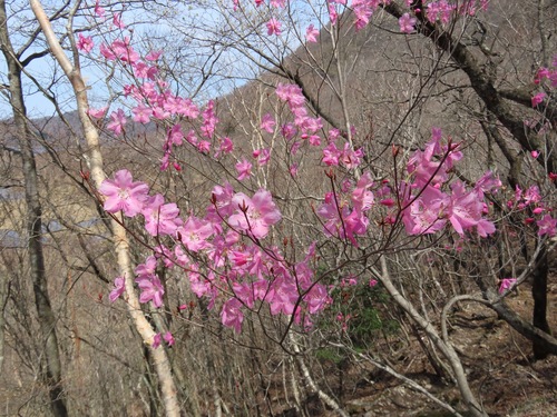 Rhododendron pentaphyllum, photograph 2