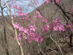 Rhododendron pentaphyllum, photograph (c) Marco Mussita, some rights reserved (CC BY)