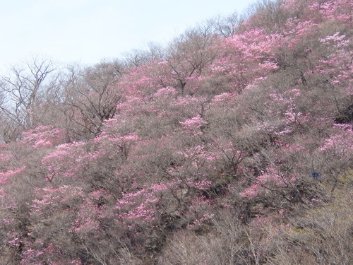 Rhododendron pentaphyllum, photograph 3