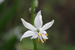 Trihesperus glaucus