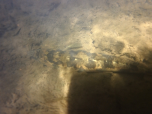 Pseudaphritis urvillii