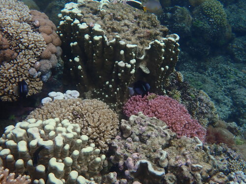 Amphiprion mccullochi observed 2026-04-30