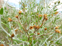 Aphyllocladus denticulatus