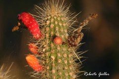 Cleistocactus baumannii