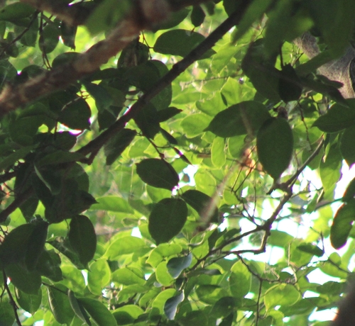 Zanthoxylum rhetsa observed 2026-04-25