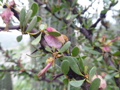 Bougainvillea spinosa