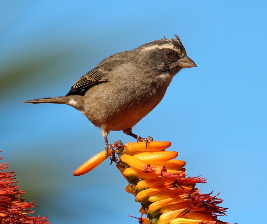 Streaky Seedeater photo