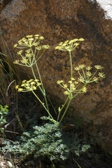 Ferula transiliensis