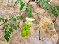 Cardiospermum corindum