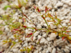 Chorizanthe commisuralis