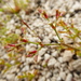 Chorizanthe commissuralis - Photo (c) danplant, algunos derechos reservados (CC BY-NC), subido por danplant